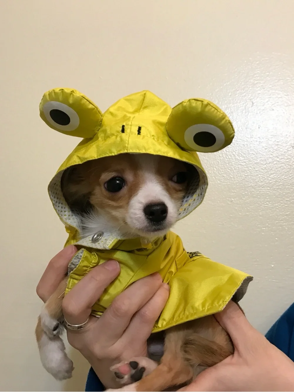 Yellow Frog Hooded Dog Raincoat -